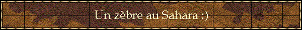 Un zbre au Sahara :)